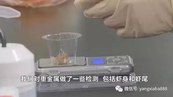 蝦頭黑是否意味著重金屬污染？揭開常見水產品安全疑云